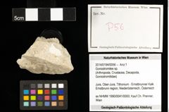 Foto (Objekt + Etiketten) von Goniodromites sp. 